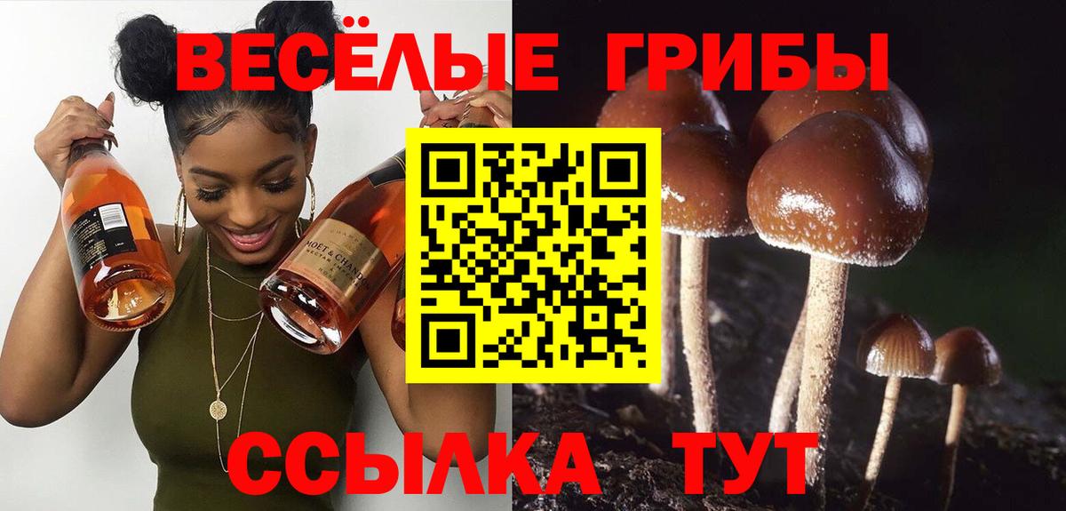 Галлюциногенные грибы Psilocybe Егорьевск